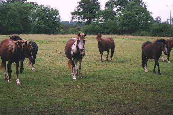 horses on the Cookham walk